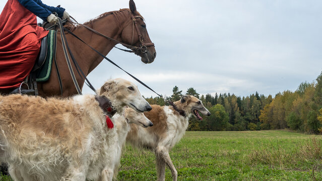 Beautiful russian borzoi or greyhound dogs with horse. Close-up view of dogs and hotse heads. Animal concept.