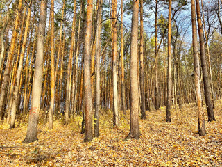Obraz premium Coniferous forest in autumn. Ufa, Republic of Bashkortostan