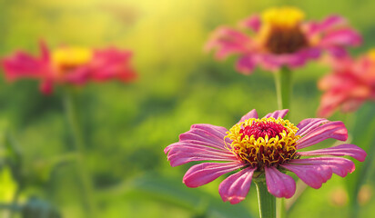 bright pink zinnia flowers on a blurry background, sunny summer day, wide banner