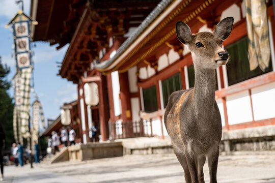 Nara and its beautiful residents