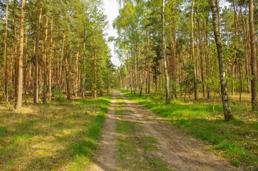 Magical pine forest in early Spring with a straight road, a path leading far away, near, at sunny morning.
