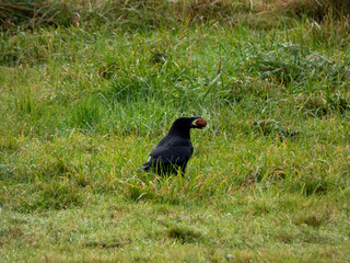 Corbeau avec une noix dans son bec Incarville Normandie
