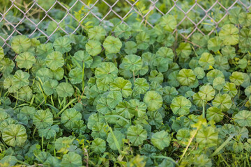 large cluster of Common Mallow growing along a fence