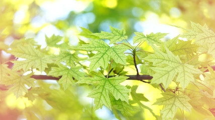 maple leaves, macro photo wide banner