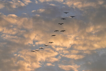 A flock of wild cranes flies in the cloudy sky at the orange sunset. Silhouette of a flock of birds in the sky at sunset.