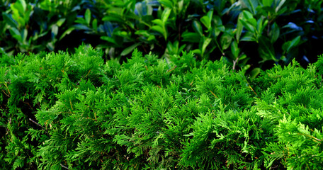 green hedge of thuja, macro photo wide banner