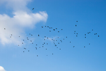 Crows flying in the clear blue sky.