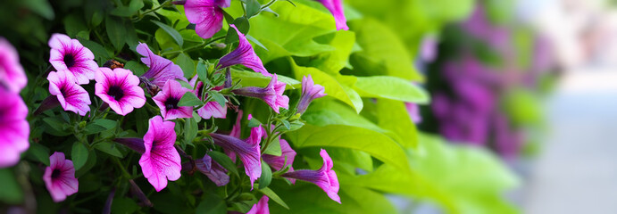 purple petunia flowers in the garden, macrophoto wide banner - obrazy, fototapety, plakaty