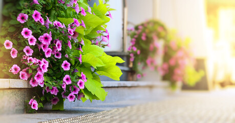 purple petunia flowers in the garden, macrophoto wide banner