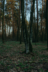 Two trees