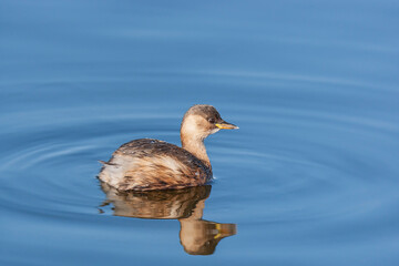 Little Grebe (Tachybaptus ruficollis) swimming in the lake