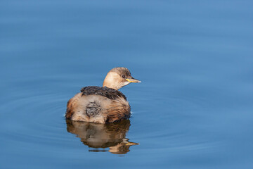 Little Grebe (Tachybaptus ruficollis) swimming in the lake
