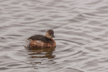 Little Grebe (Tachybaptus ruficollis) swimming in the lake