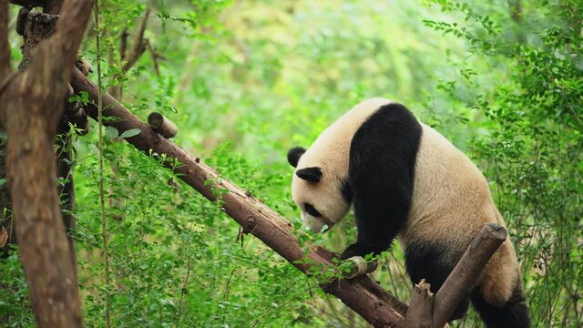 giant panda walking