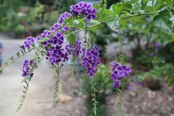 blossom of verbenaceae design for romantic concept