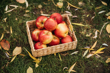 Apple harvest. Ripe red apples in basket on green grass