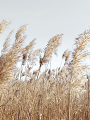 Obraz premium reed in the wind