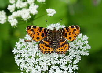 Landkärtchen (Araschnia levana f. levana), Frühlingsgeneration