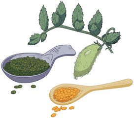 Hand drawn vector lentils and spoon colored