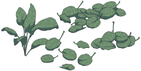 Hand drawn vector spinach leaves colored