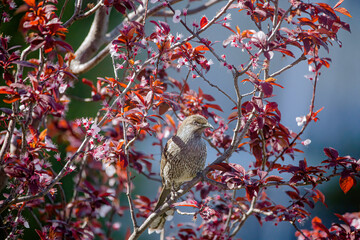 Bird on the cherry tree