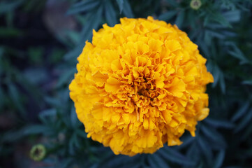 yellow autumn flowers, glade, green leaves, bright colors of autumn