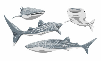 Obraz premium A set of whale sharks Rhincodon typus in different angles. Giant fish of the World Ocean. Realistic vector fish