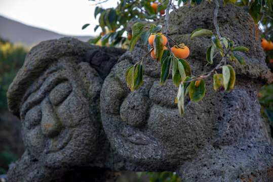 Yellow ripe persimmon branches with DolHarubang made of basalt, a symbol of Jeju Island in South Korea.