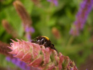 Bumblebee on a flower. Macro
