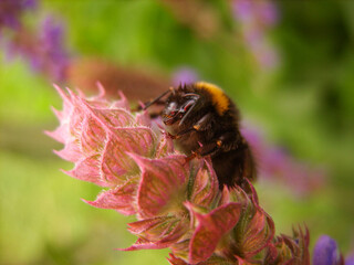 Bumblebee on a flower. Macro