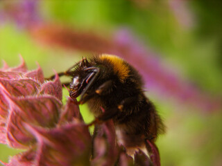 Bumblebee on a flower. Macro