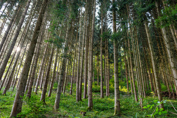 Naklejka premium Tall conifers in a dense forest, view upwards of tree trunks, in the autumn season.
