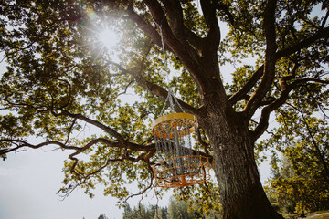 disc golf basket is hanging from the oak  tree