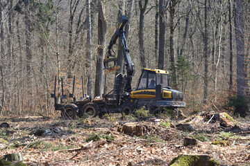 Fototapeta premium harvester at work on a clearing in the forest