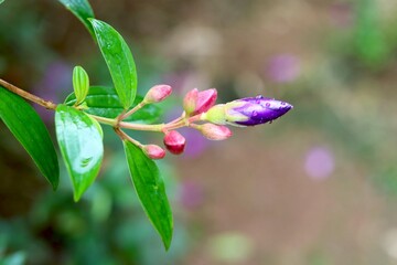 Portrait view of Tibouchina bud with water drop