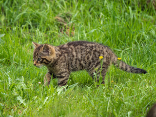 Scottish Wildcat Kitten in Grass