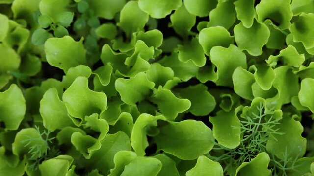 Green lettuce leaves growing on garden bed