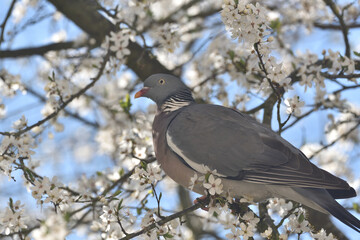 a wood pigeon hides on a blooming cherry tree branch