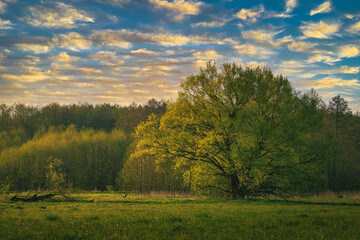 a springtime sunrise in a meadow full of grass and mists