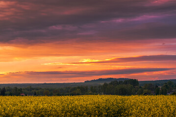 beautiful sunset over the rapeseed fields and sunbeams. Nice evening, beautiful smell.