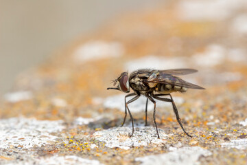House Fly (Musca domestica) on a cement wall