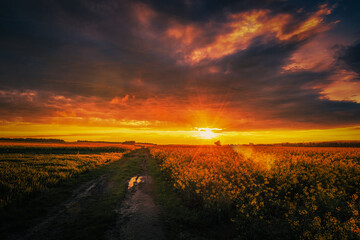 beautiful sunset over the rapeseed fields and sunbeams. Nice evening, beautiful smell.