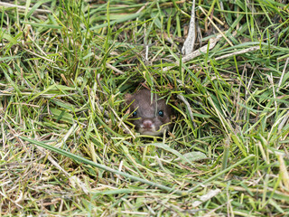 Stoat Head Looking out of a Hole