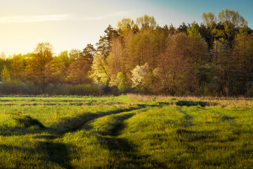 Fototapeta premium a springtime sunrise in a meadow full of grass and mists