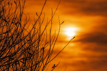Fototapeta premium Silhouette of a bare willow bush with partially flying leaves in autumn at sunset. Selective focus.