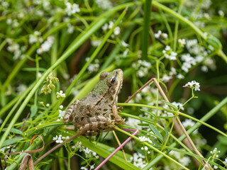 Marsh Frog in Weeds ny a Pond