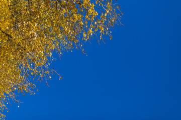 blue and yellow background