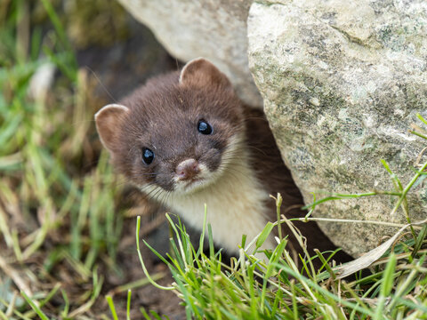 Stoat Head Looking out of a Hole