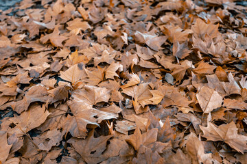 autumn leaves on the ground. background from fallen leaves. magical autumn