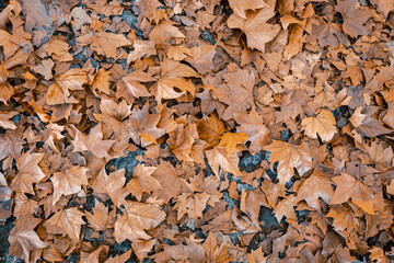 autumn leaves on the ground. background from fallen leaves. magical autumn